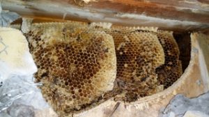 beehive removal miami