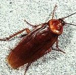American cockroach control miami