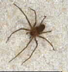 Brown Recluse Spider control miami
