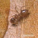 Caribbean crazy ant control Miami