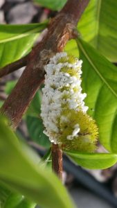 Giant Swallowtail Caterpillar control miami