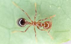 red imported fire ant control miami