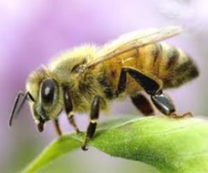 honey bee removal miami