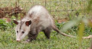 opossum control miami